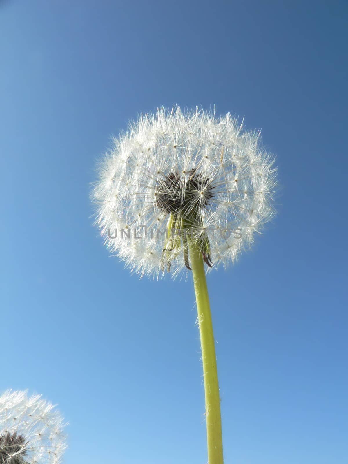 Two dandelions against a clear blue sky.
