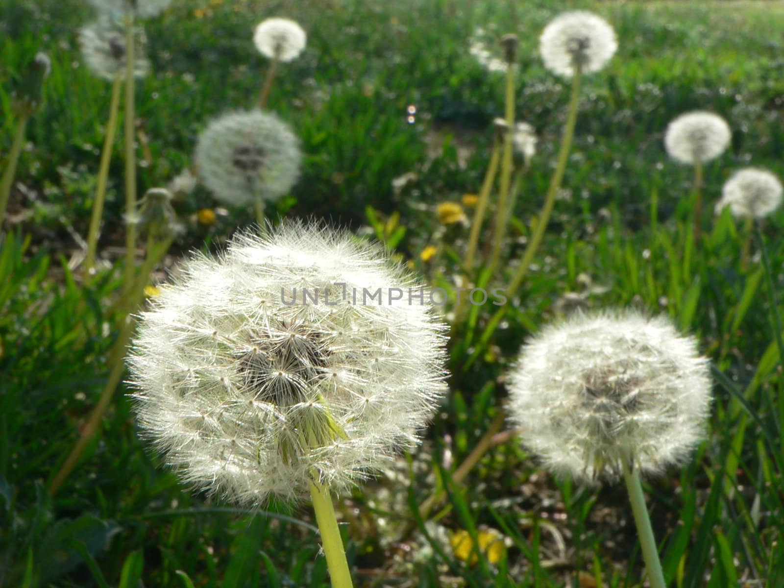 Several Dandelions by telecast