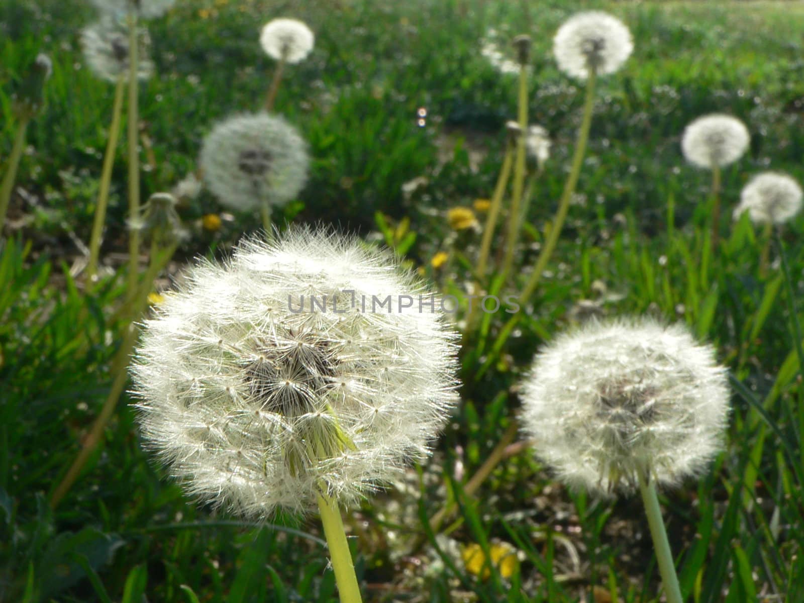 Several dandelions backlit by the sun.