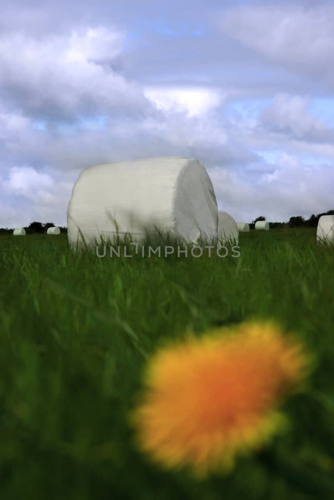 a field of bales in the west of ireland