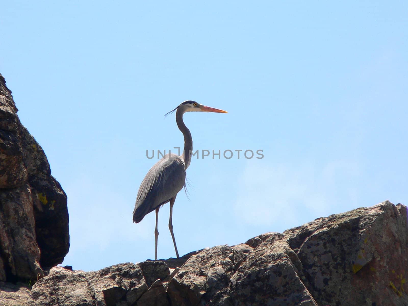 A great blue heron standing on a rock looking out over the landscape.
