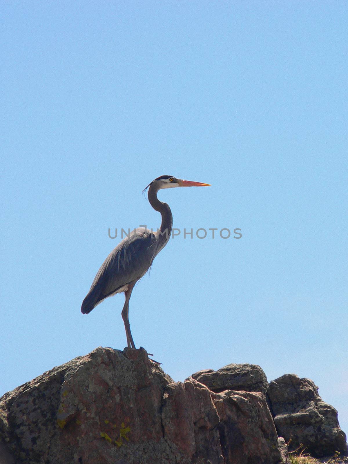 A Great Blue Heron standing on a rock waiting and watchful. 