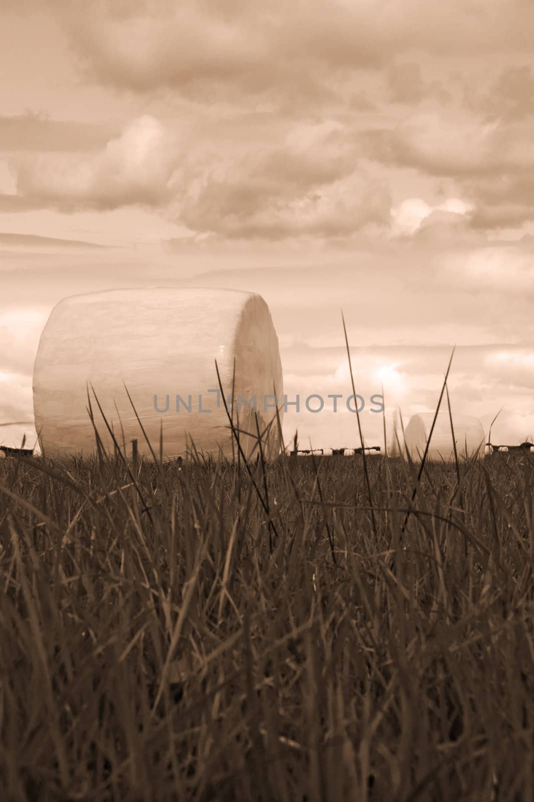 a field of bales in the west of ireland