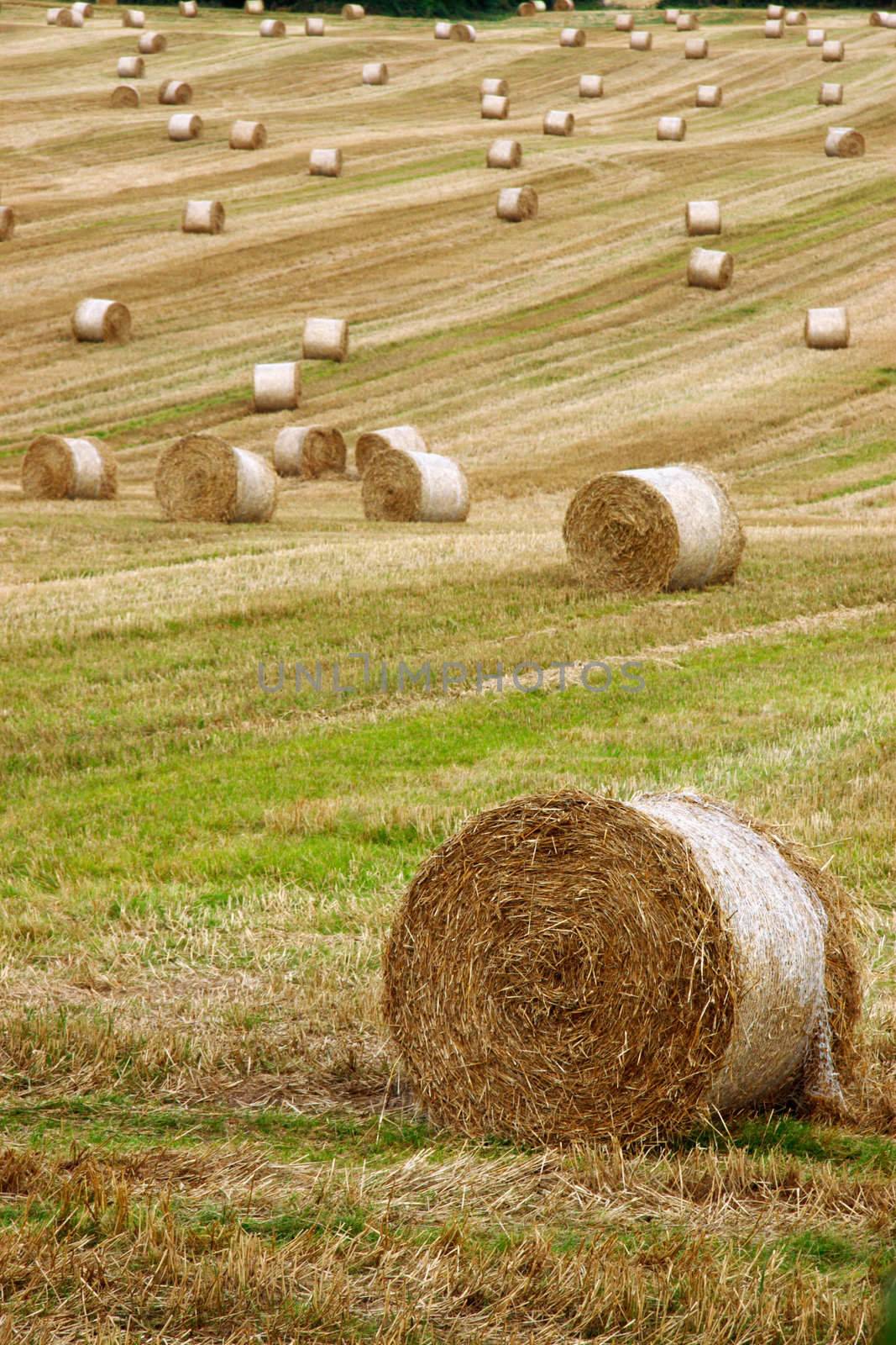 round bales 7 by morrbyte