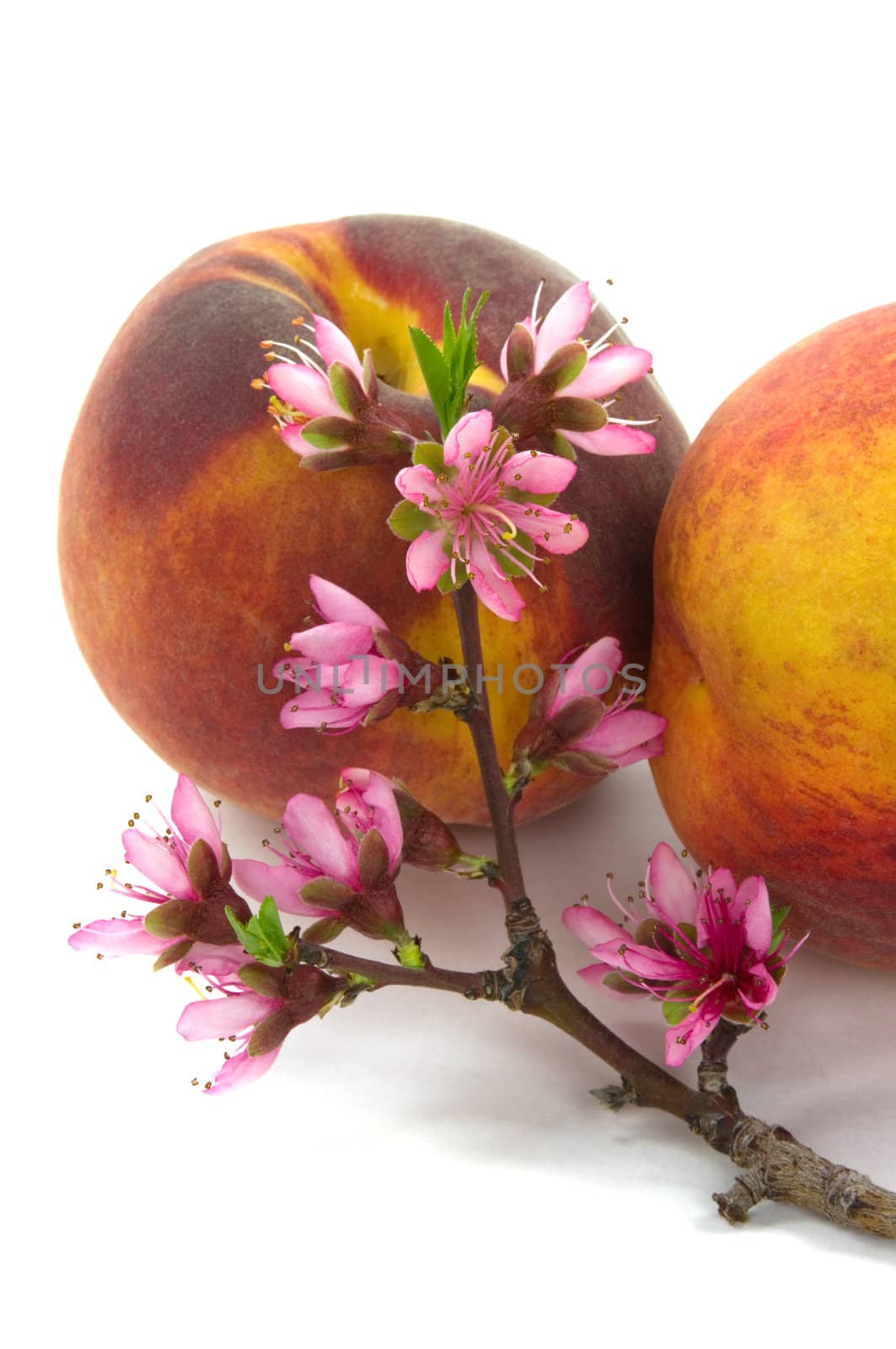Peach fruit and blossom in spring with white background