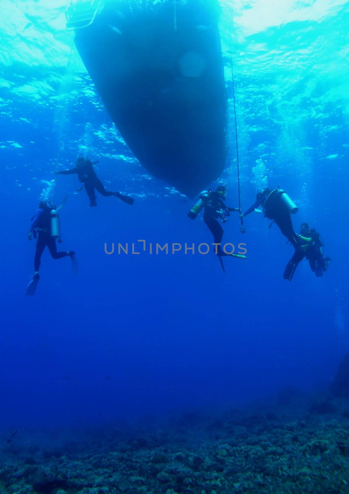 Scuba Divers on a Safety Stop by KevinPanizza