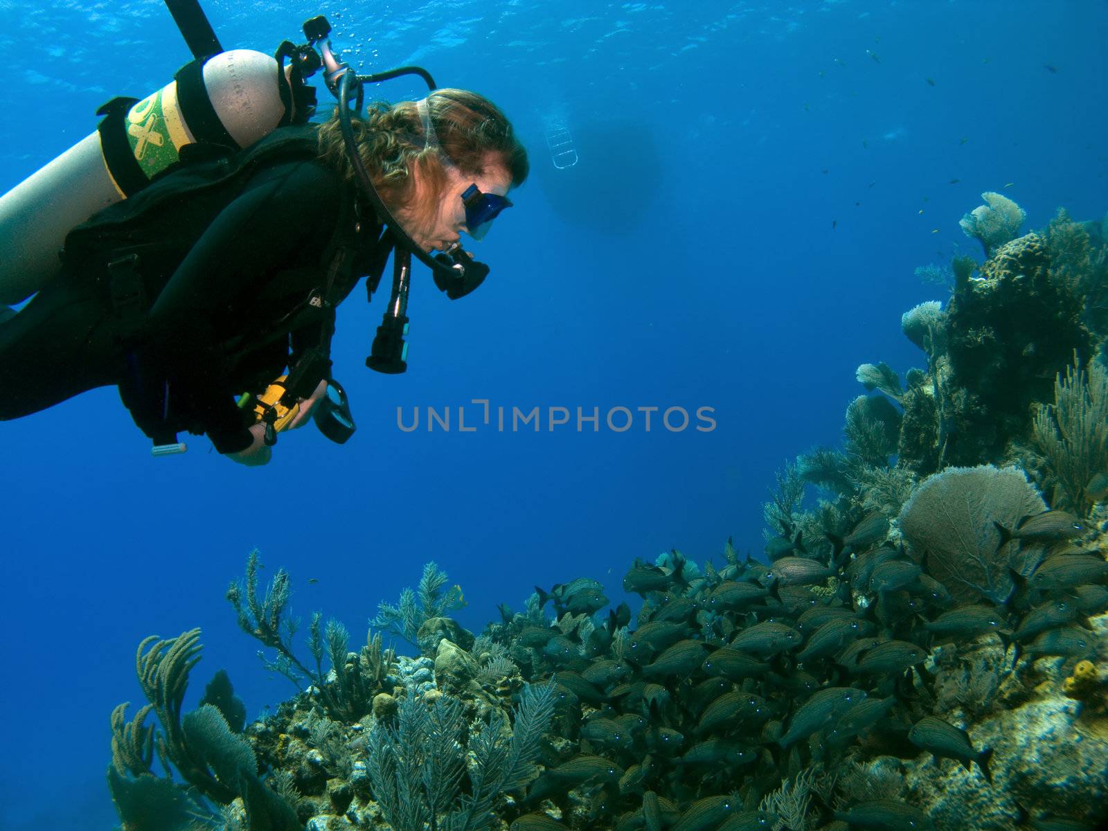 Woman Scuba Diver Looking at A school of Fish on a Cayman Island Reef with Boat in background