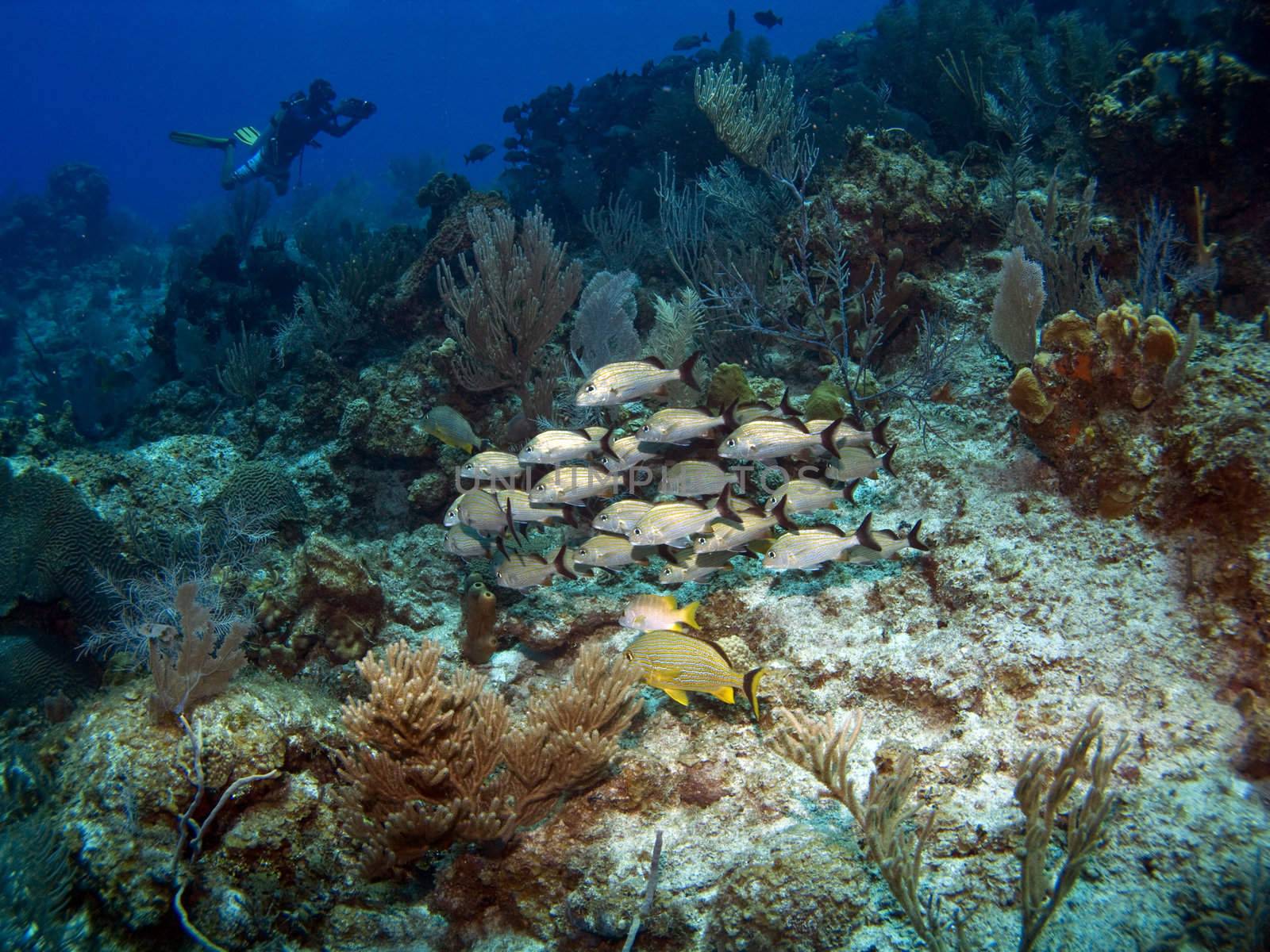 Underwater Videographer with a school of French Grunts on a Cayman Brac Reef