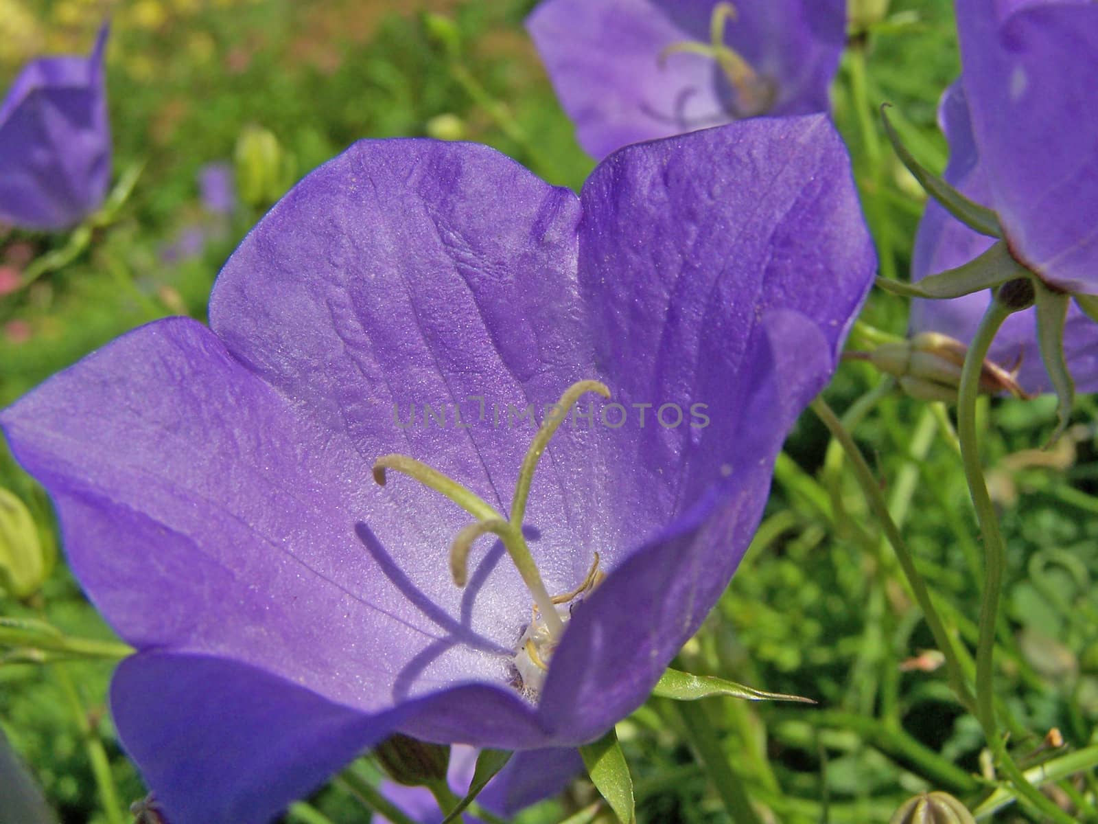 Close up of the purple colored bluebell.