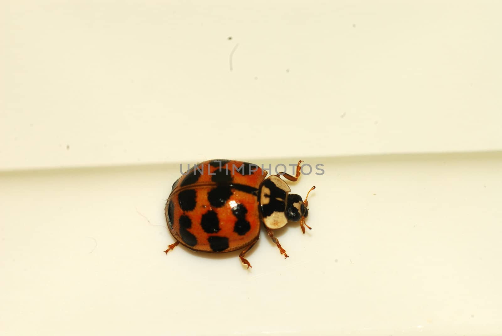 ladybug by verbano