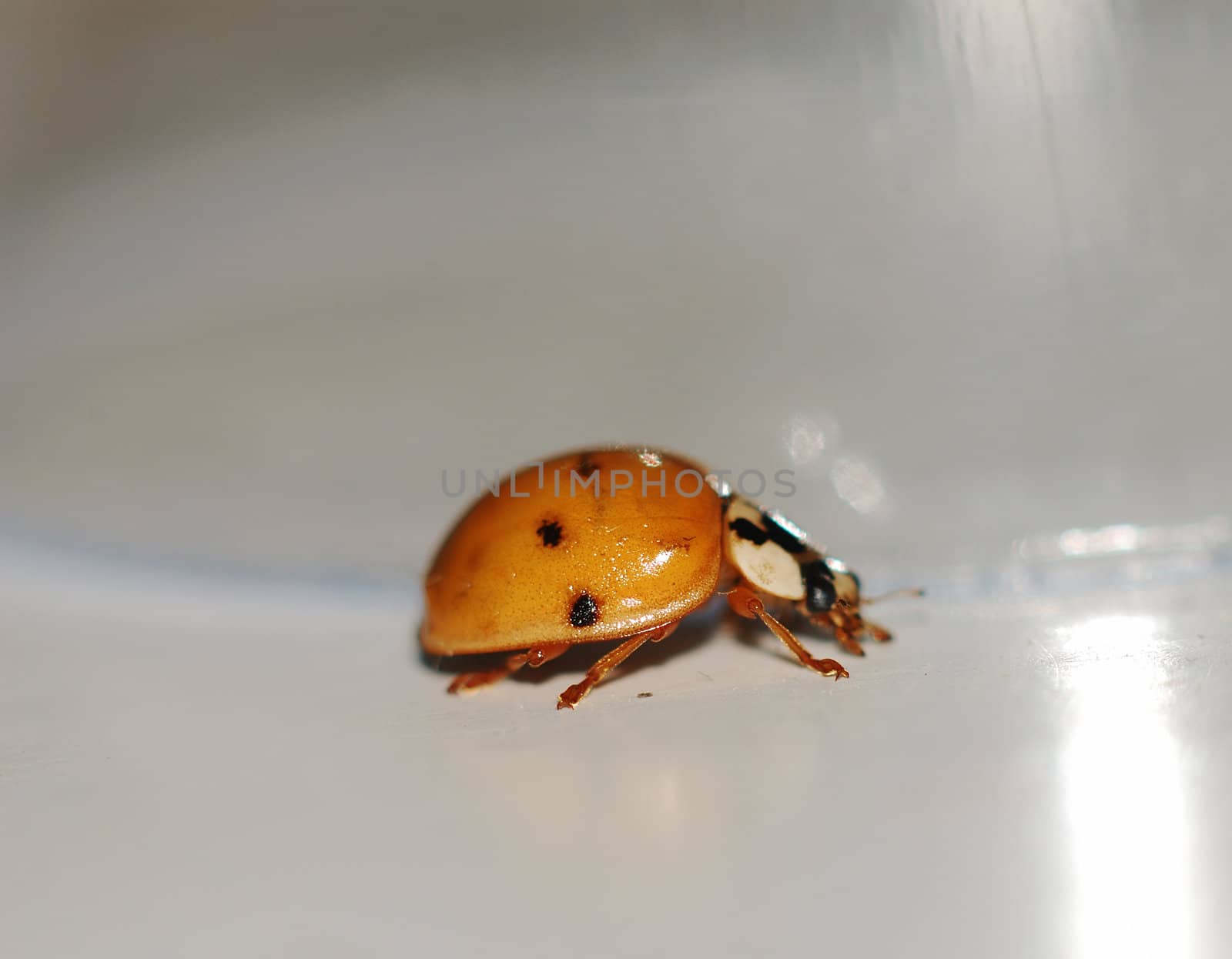 ladybug by verbano