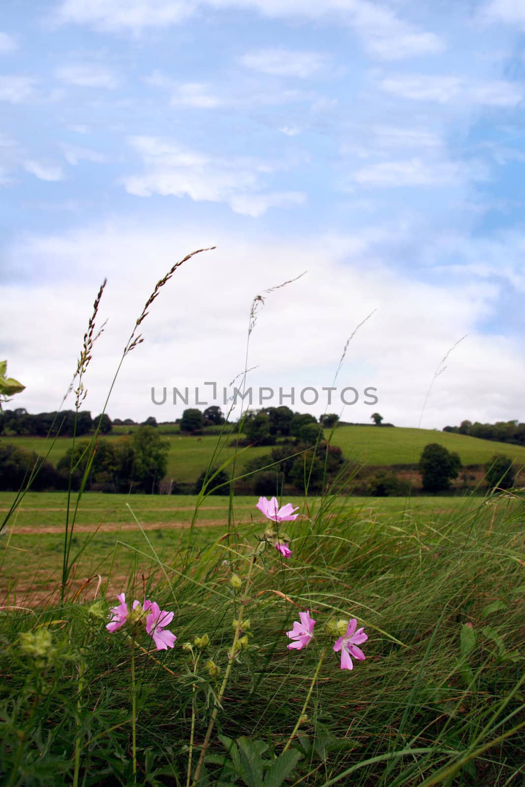 the beautiful green grass of irelands countryside,