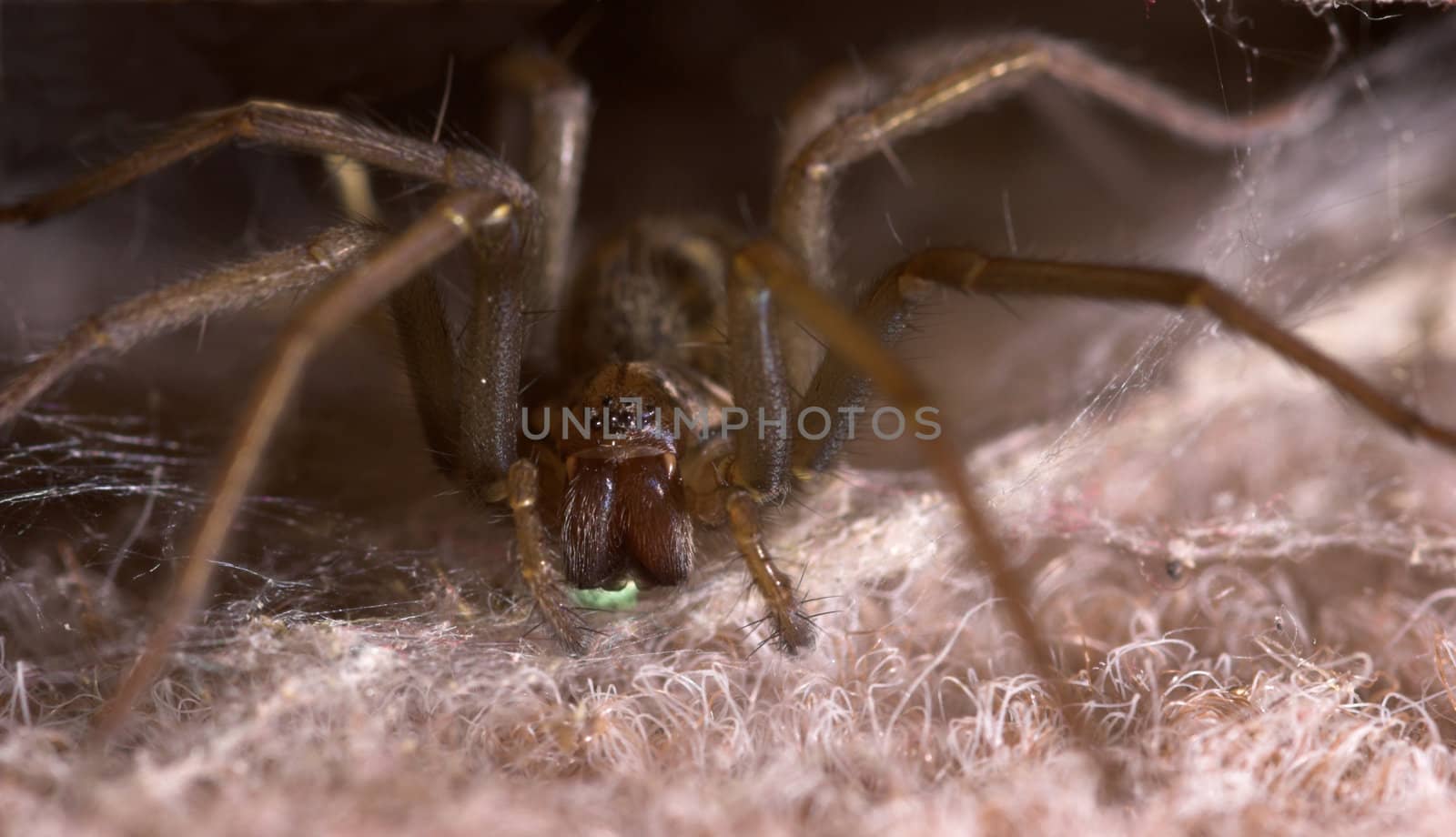 A spider with a venomously green glow under its pincers
