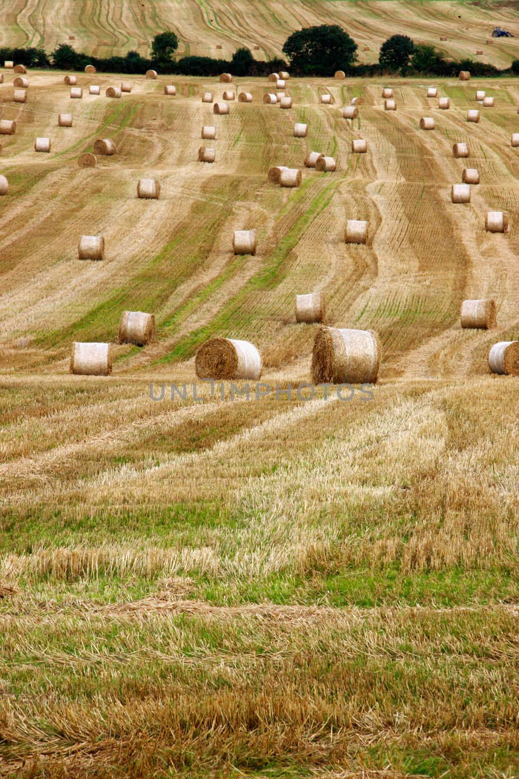 round bales 6 by morrbyte