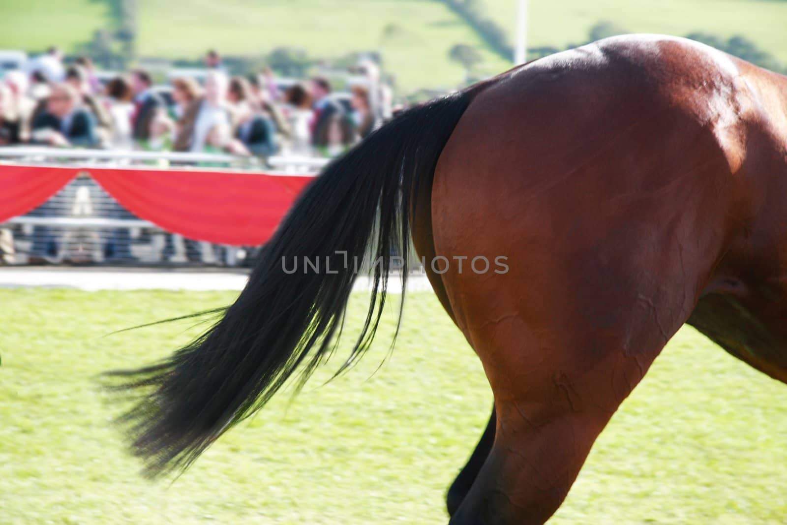 a rear end of a horse at the races