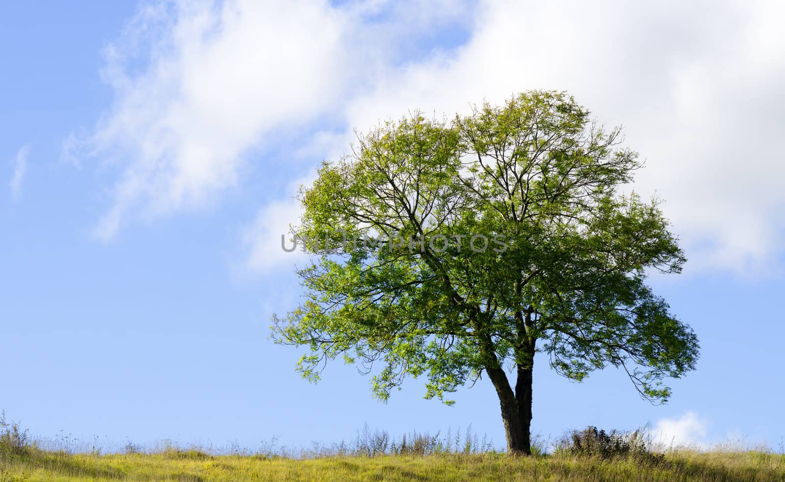 an isolated tree in a meadow