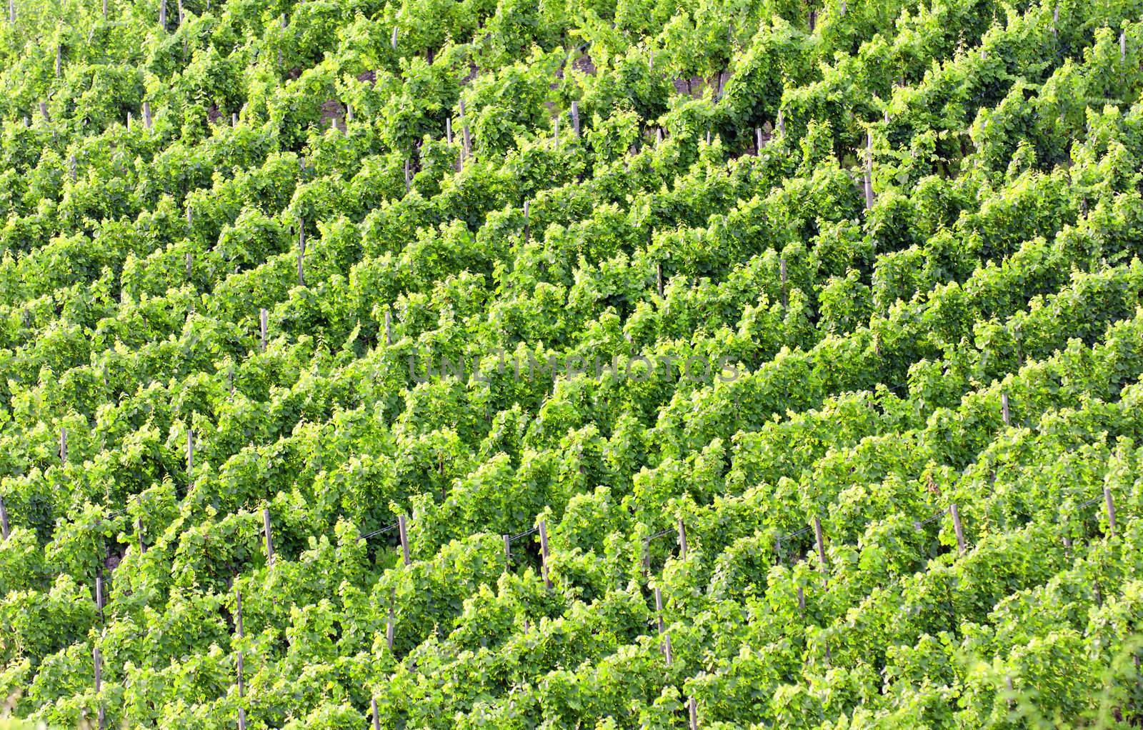 wineyard of luxembourg