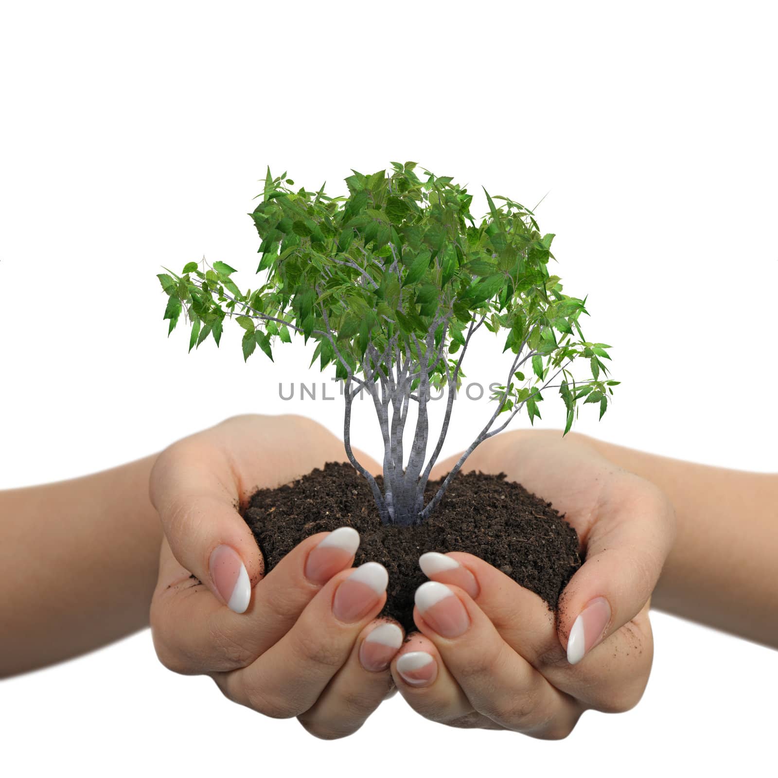 Female hands with soil and a plant. It is isolated on a white background