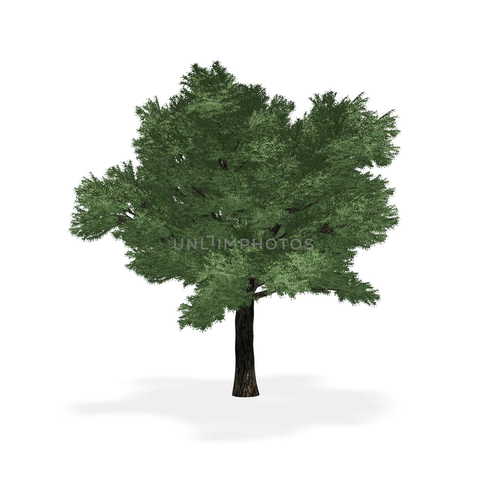 Highly detailed tree. It is isolated on a white background