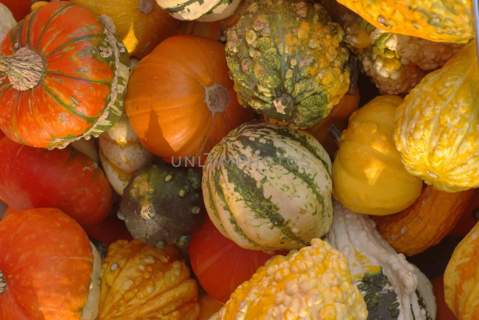 different pumpkins............