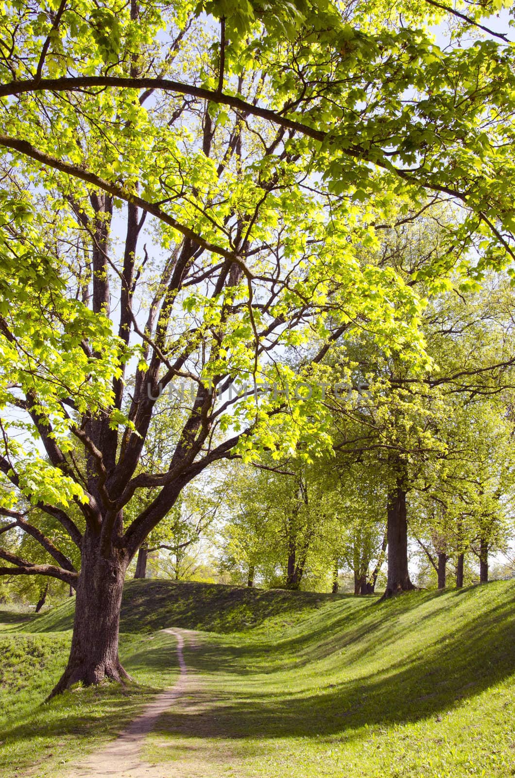 Long lived tree alley in the spring. Natural view.