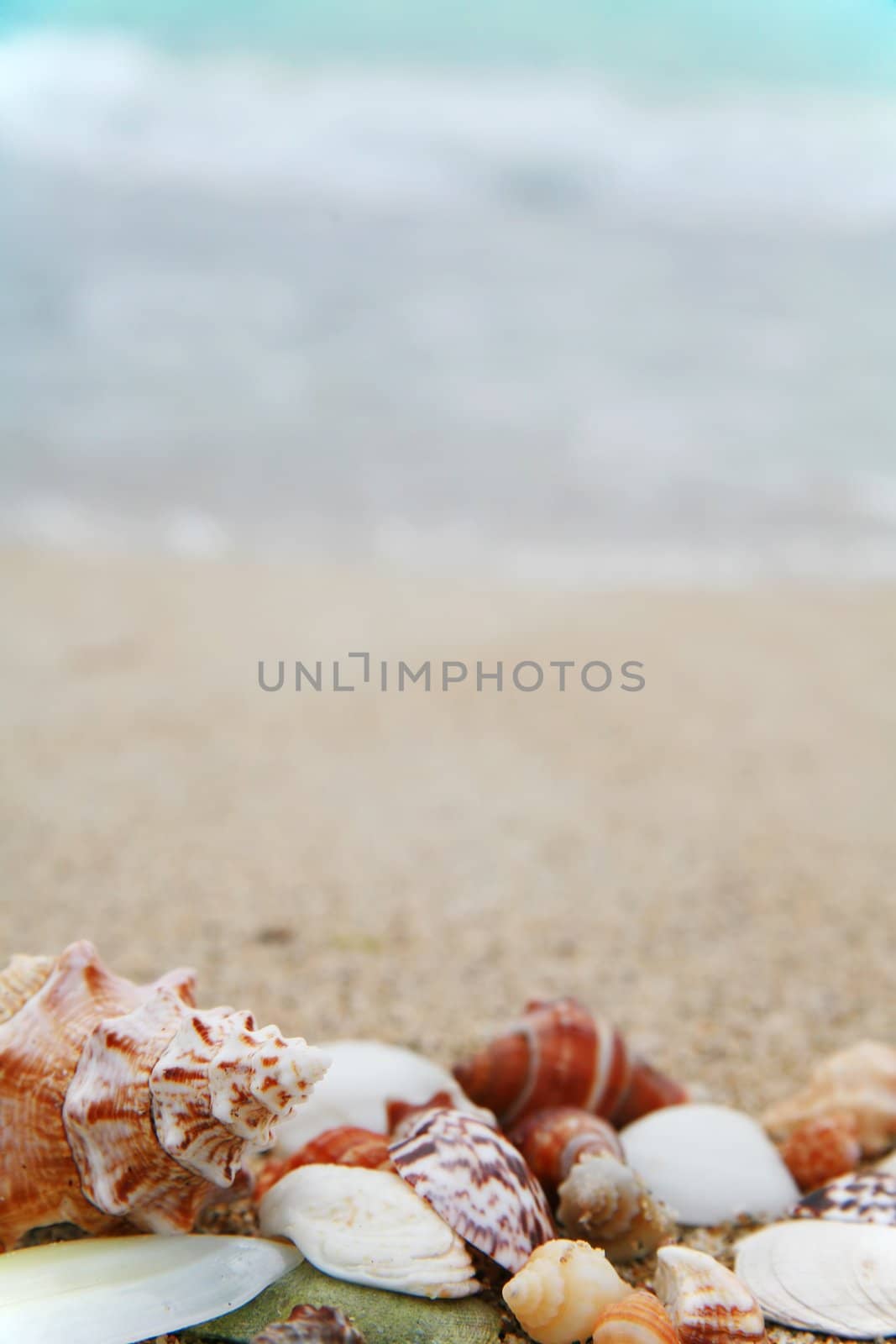 beautiful shells on very nice beach, focus in on the shells (shallow DOF)............