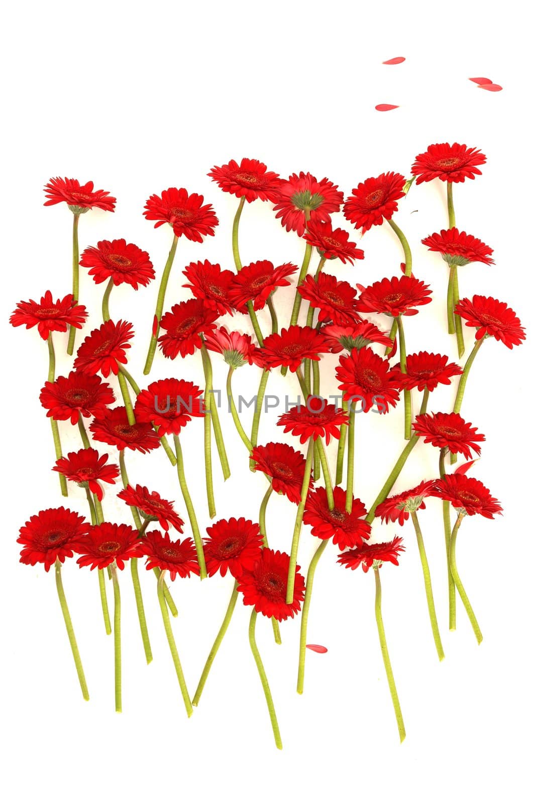 beautiful red Gerbera on background