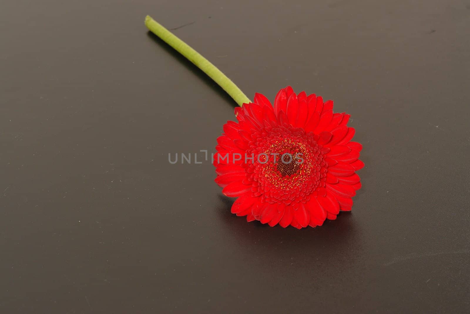 beautiful red Gerbera on background