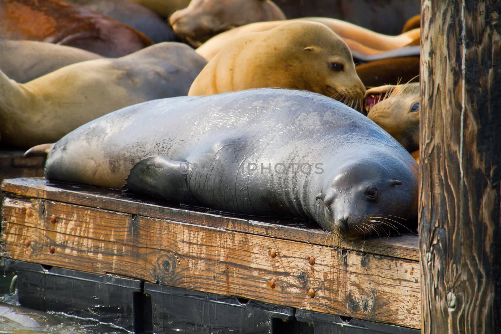 Sea Lions on the Barge at Pier 39 in San Francisco California