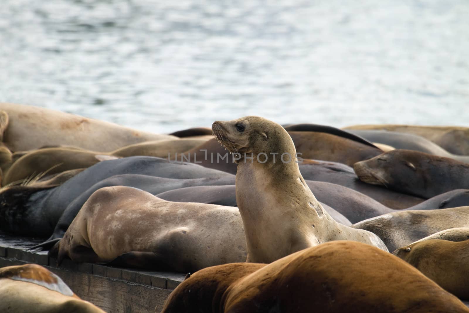 Sea Lions Sunning on Barge at Pier 39 in San Francisco California