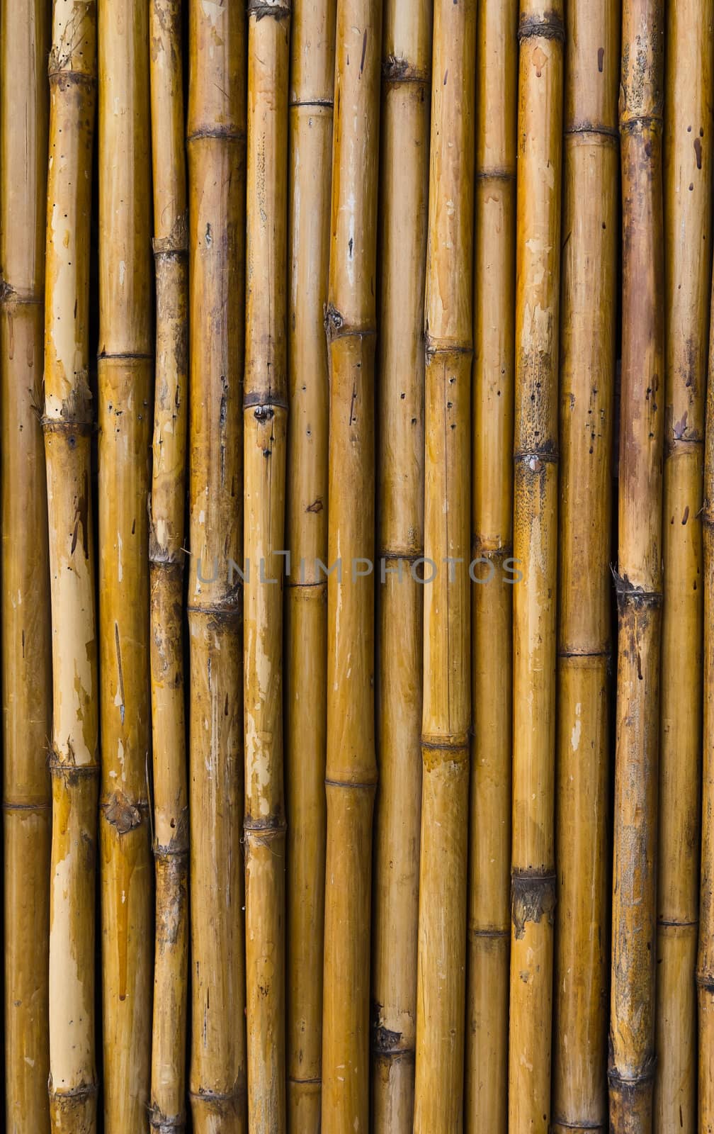 Bamboo walls. by Na8011seeiN