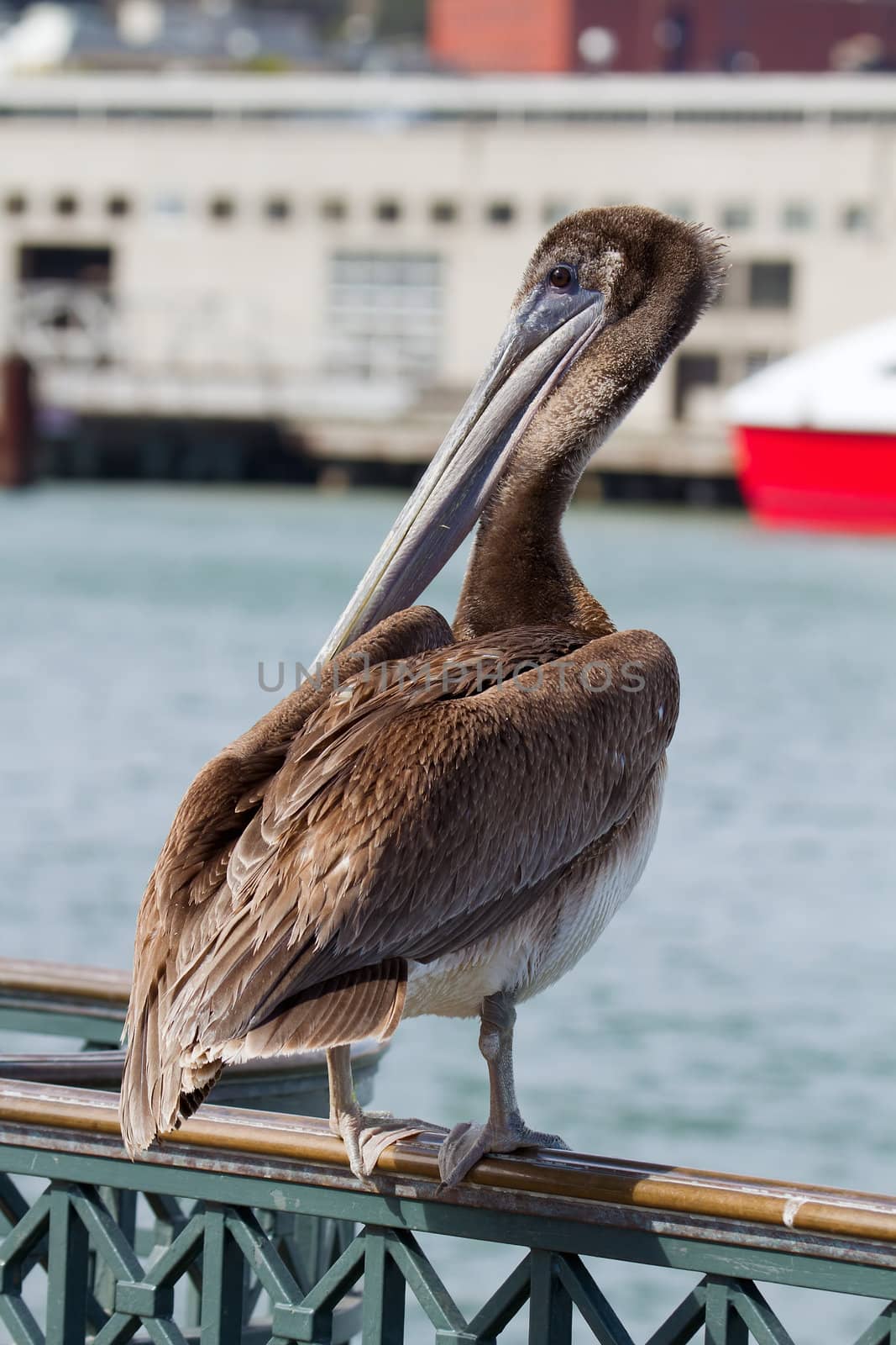 Pelican by the Pier in San Francisco Bay California