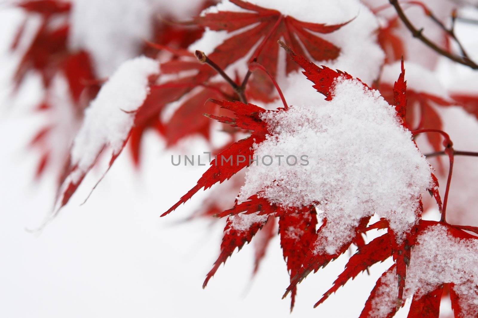 Close-up of a red tree with snow on it