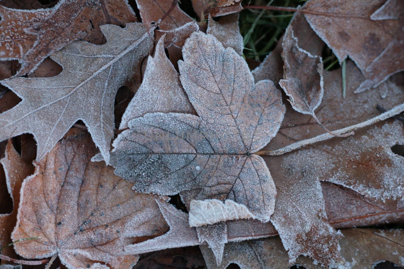 Close-up of some leave in the ground