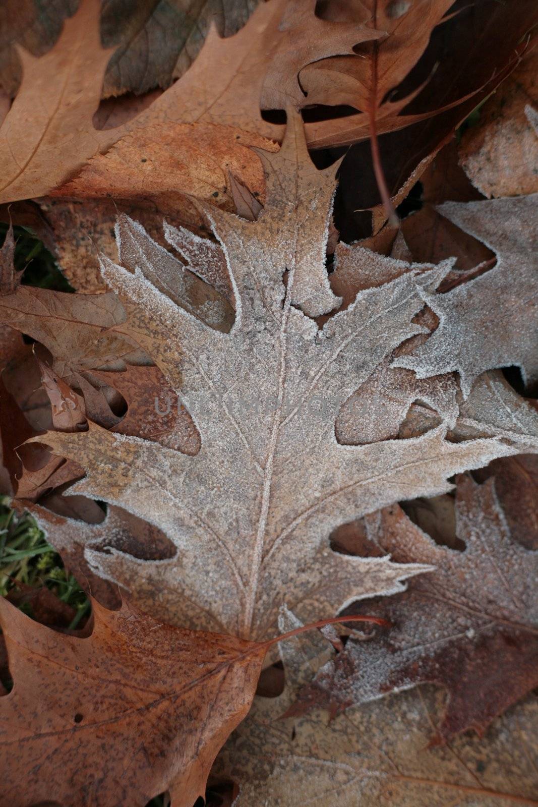 Close-up of some leave in the ground