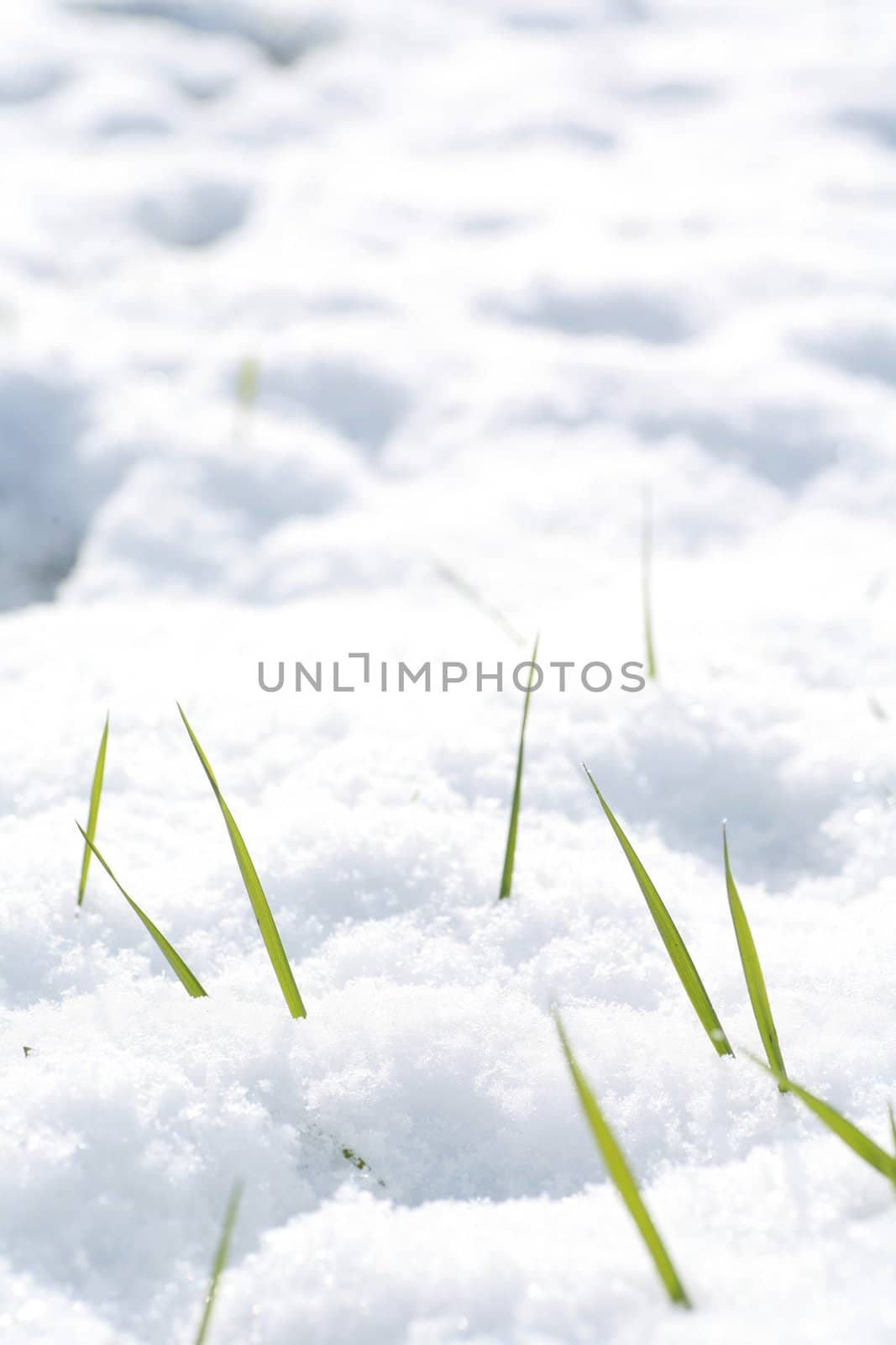 beautiful winter mood.grass looking through snow