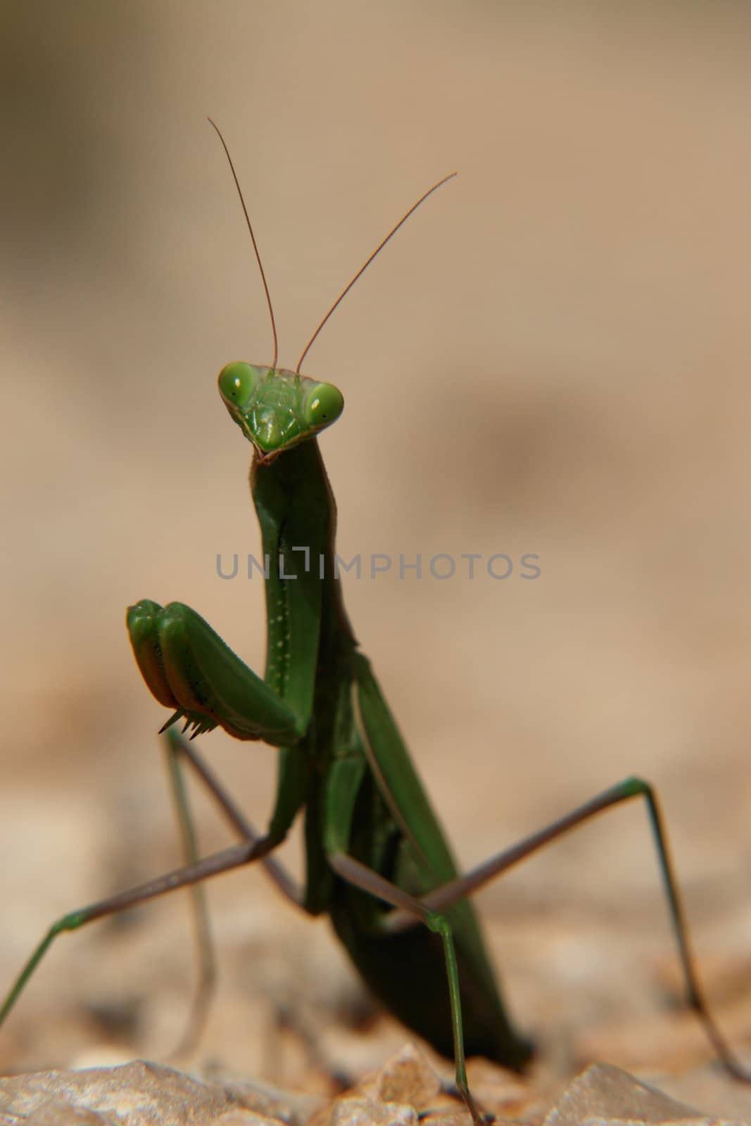 close-up of a praying mantis.