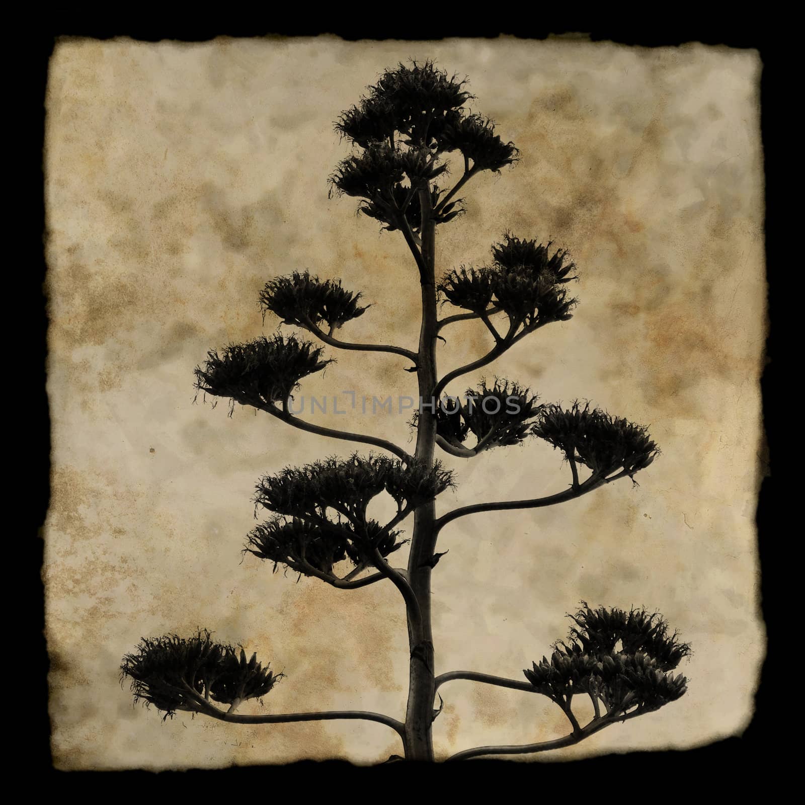 Agave americana century plant in bloom. Silhouette against textured background.