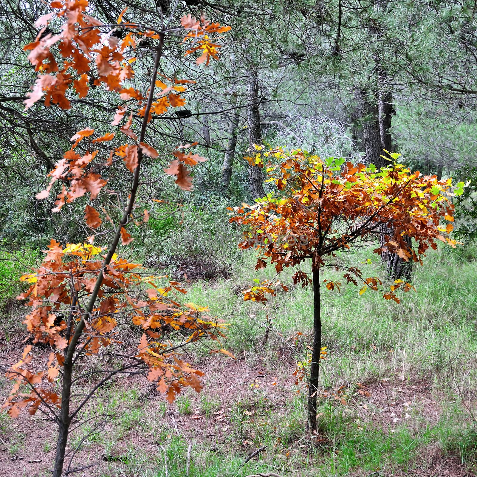 Deciduous trees in a forest. Autumn colors.