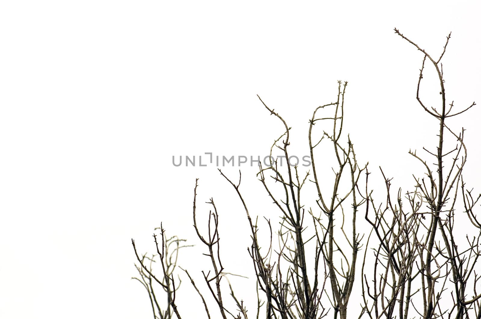Leafless tree branches against a white background.