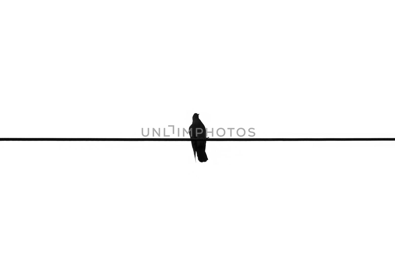 Bird resting on a wire. Black and white.