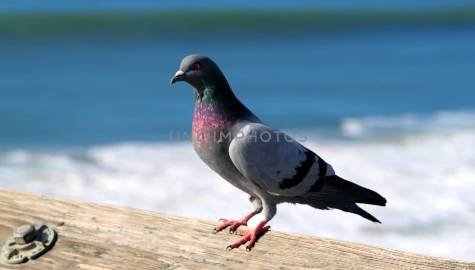 Pigeon sitting on a wood plank with water in the background