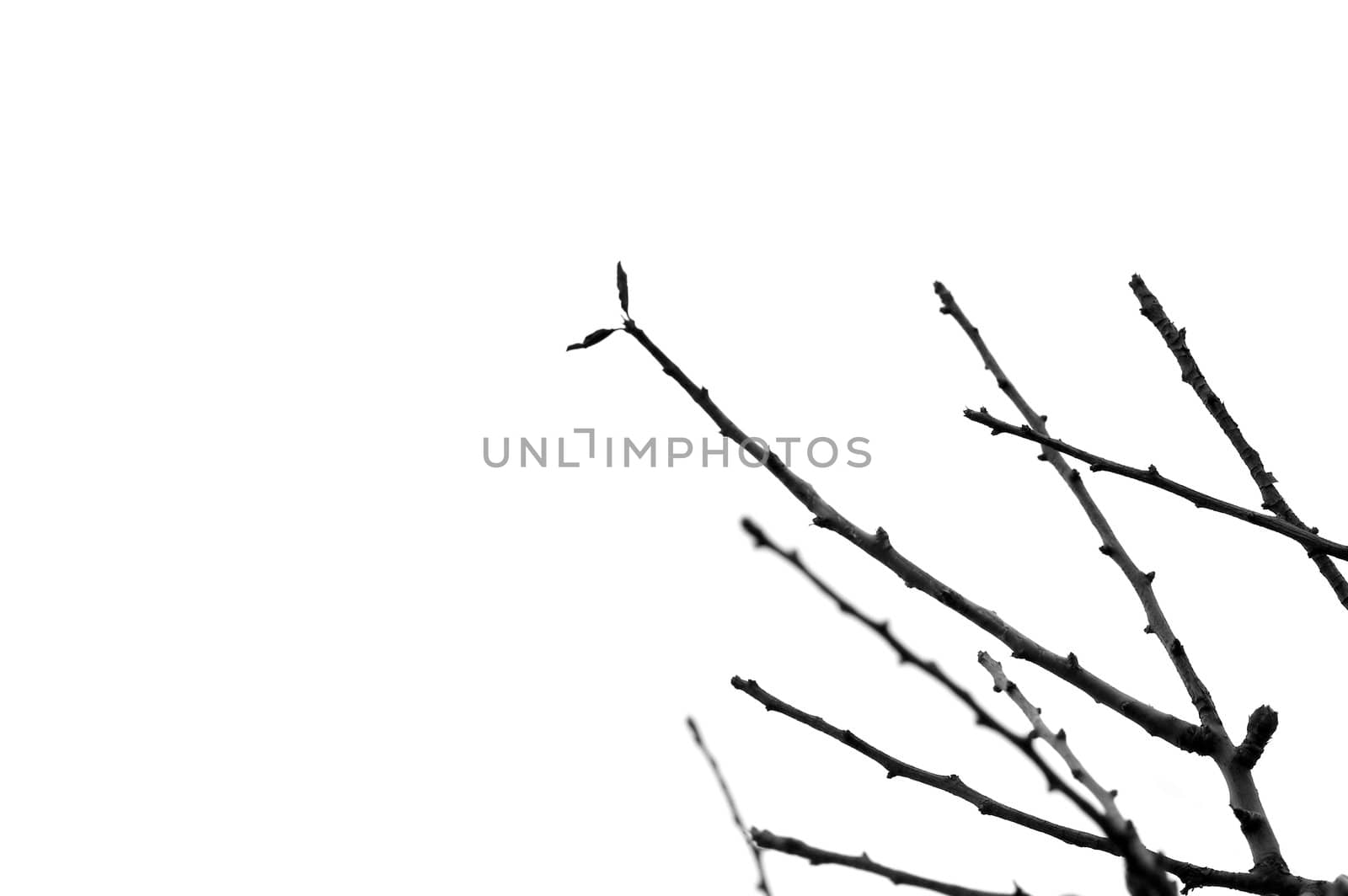 Abstract tree branches silhouette on white background.