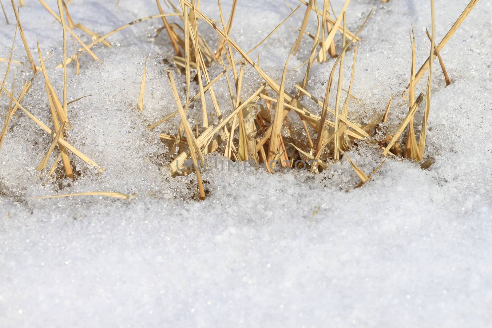 Dried grass on winter by sacatani