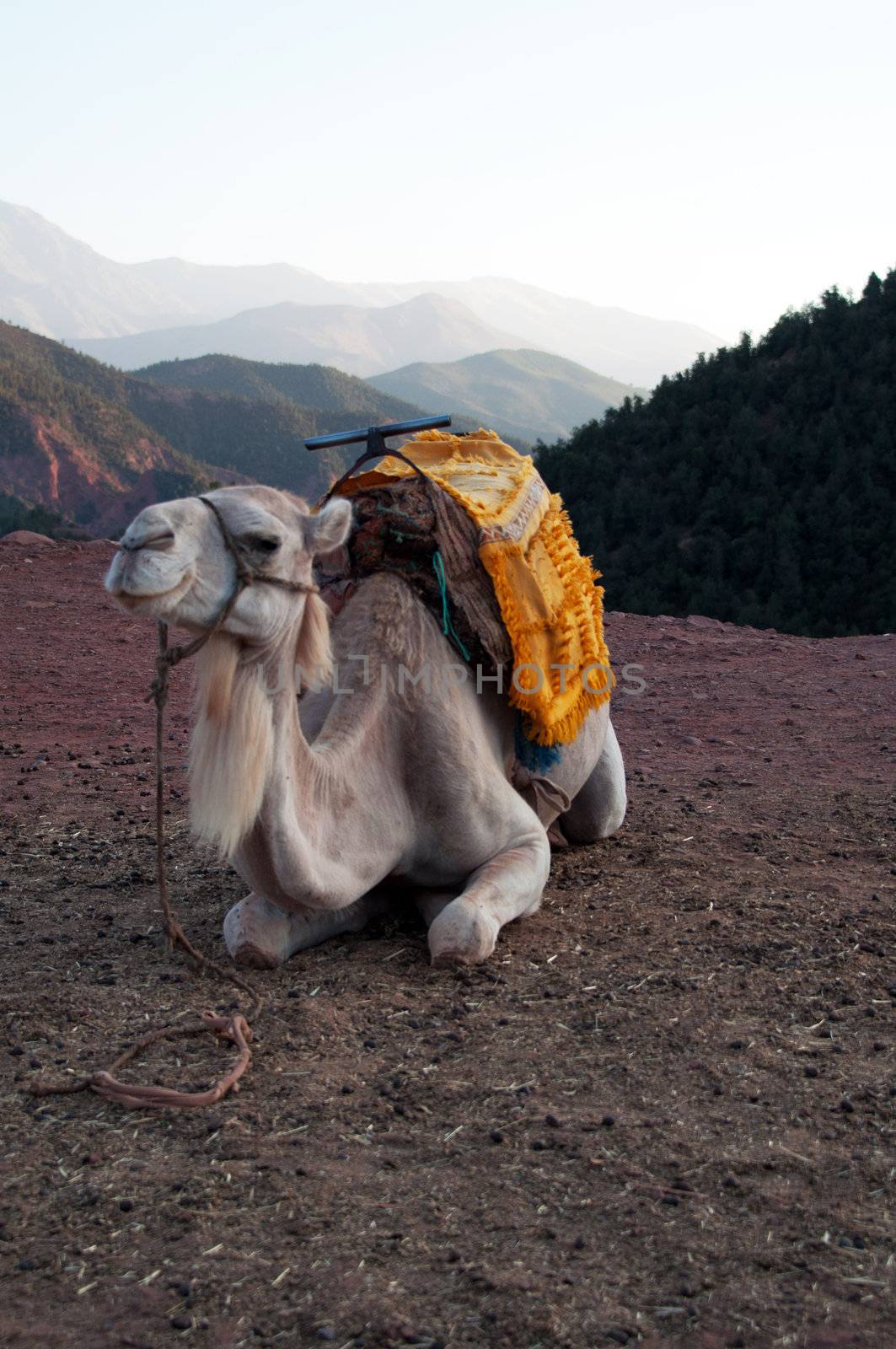 Marrakech - Morocco : Resting Camel Waiting For Tourists In The Atlas Mountains