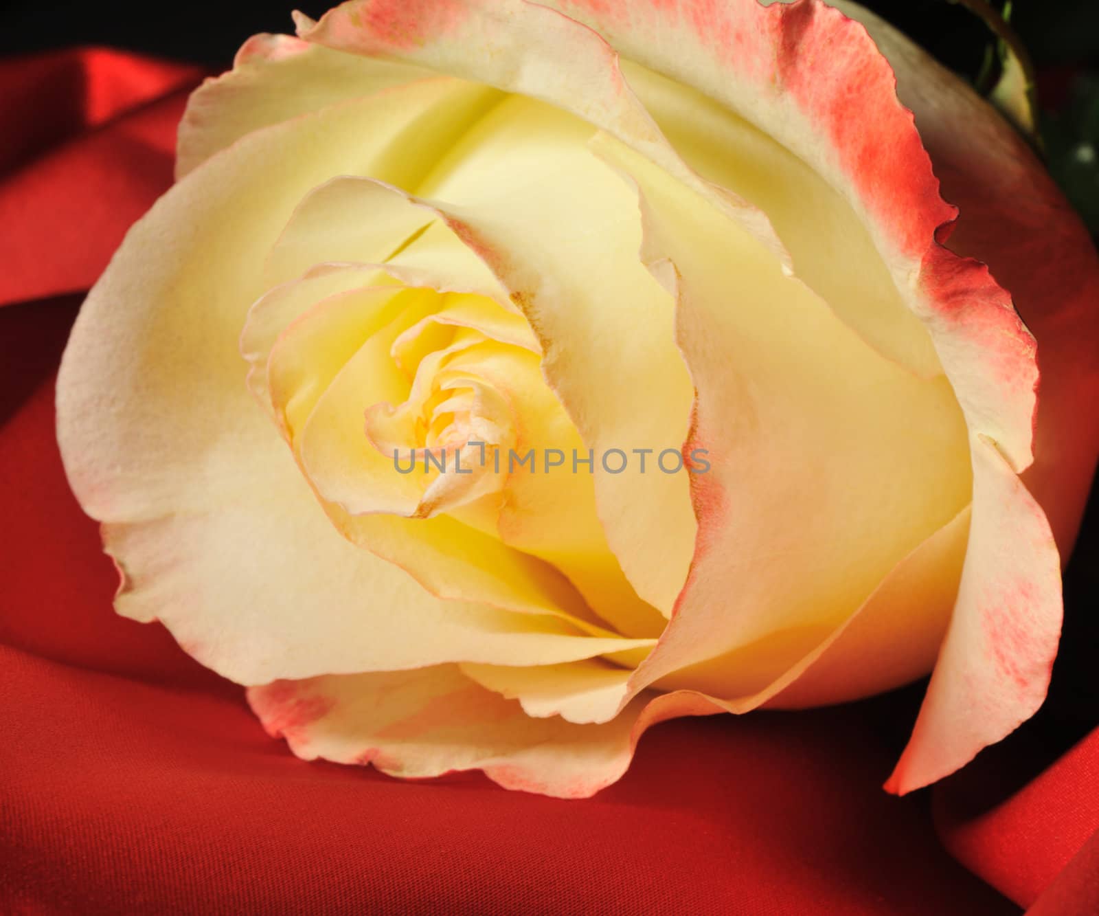 Rose on red silk. The detailed photo of a blossoming flower