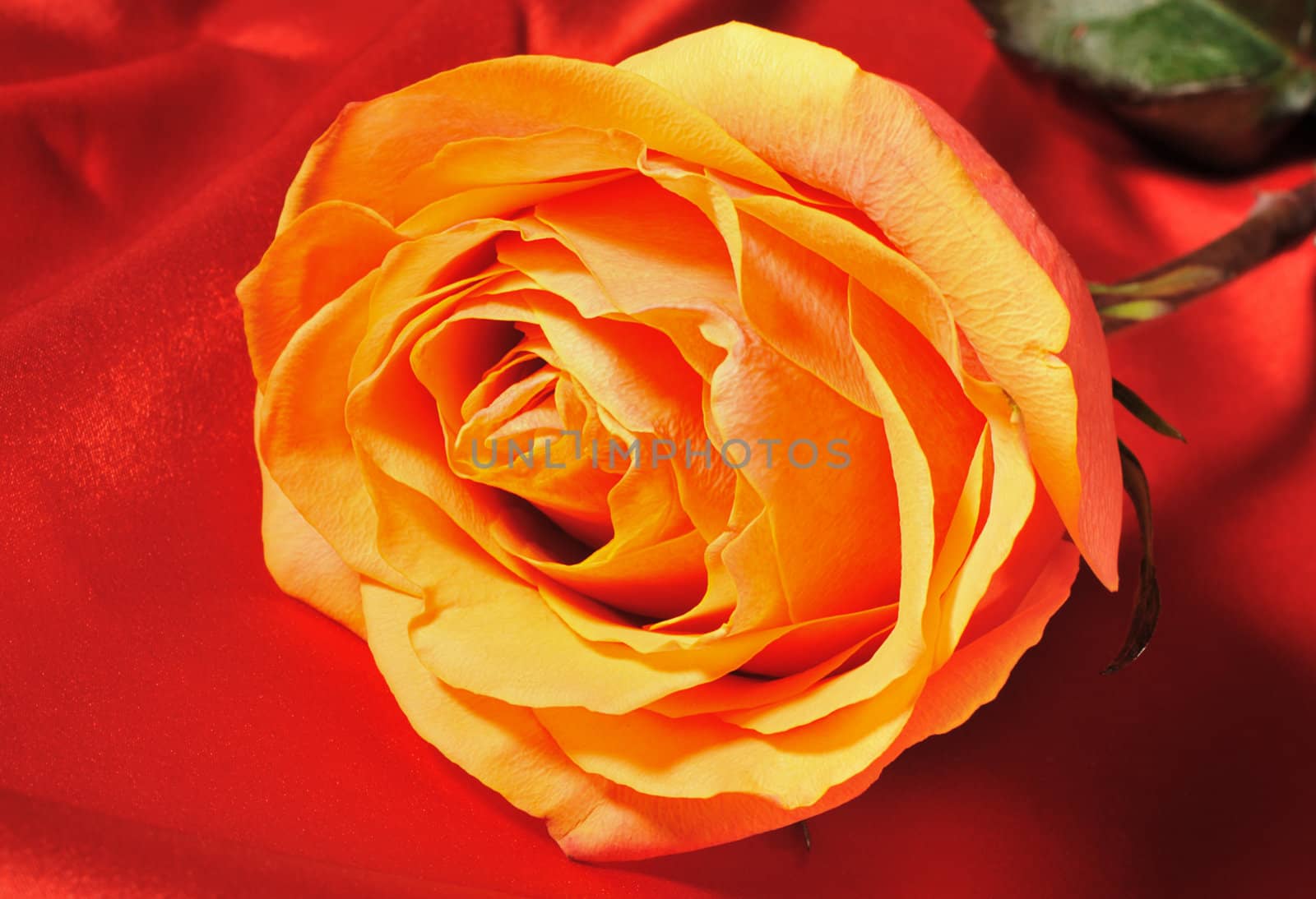 Rose on red silk. The detailed photo of a blossoming flower