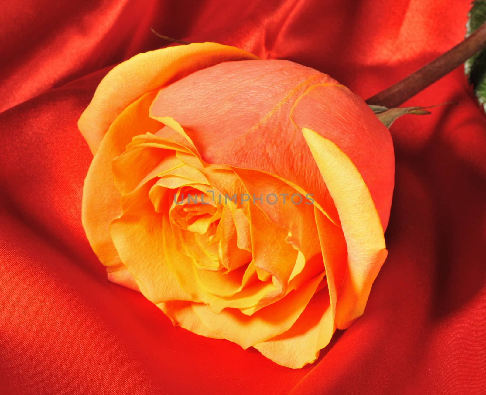 Rose on red silk. The detailed photo of a blossoming flower