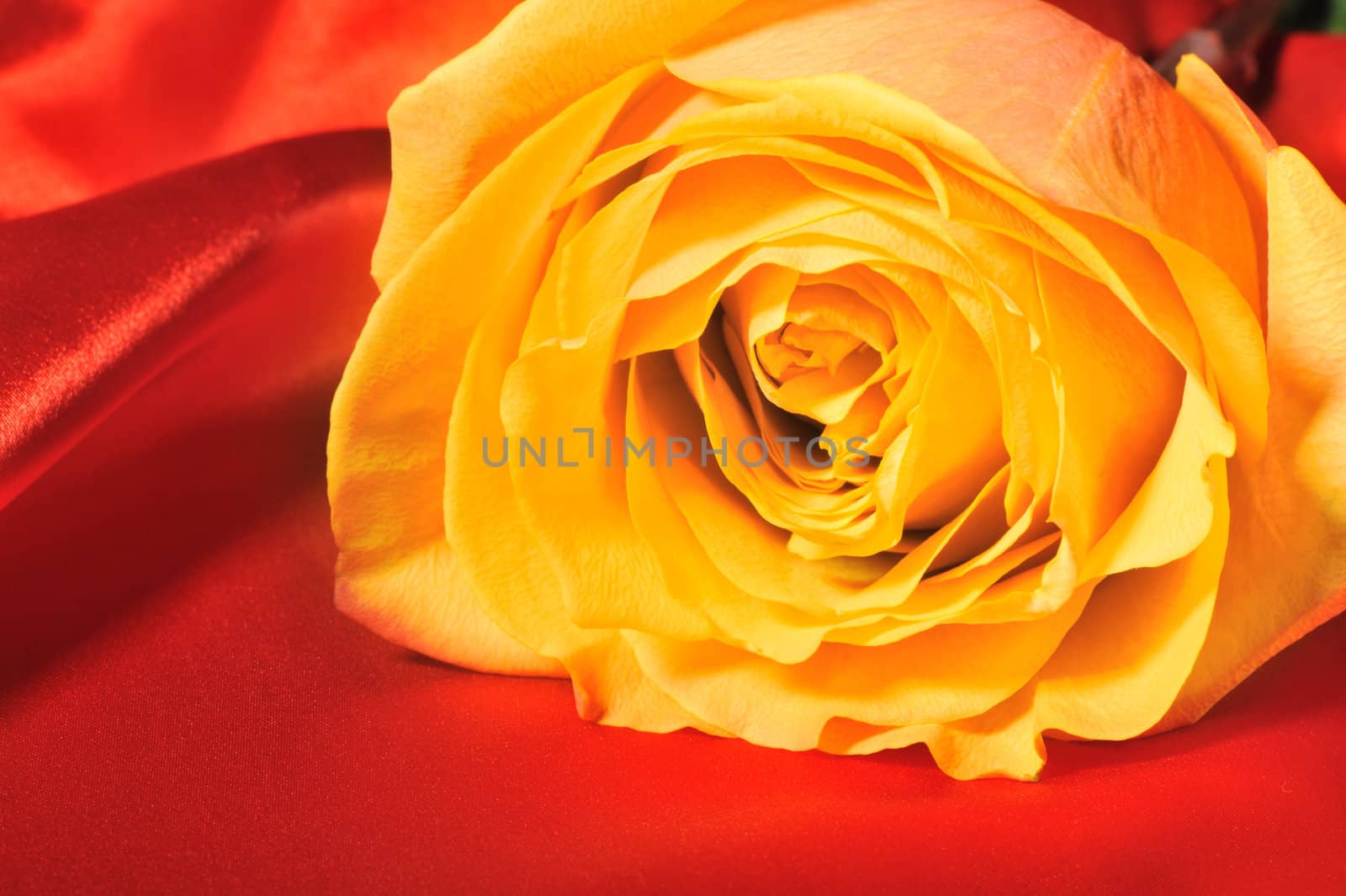 Rose on red silk. The detailed photo of a blossoming flower