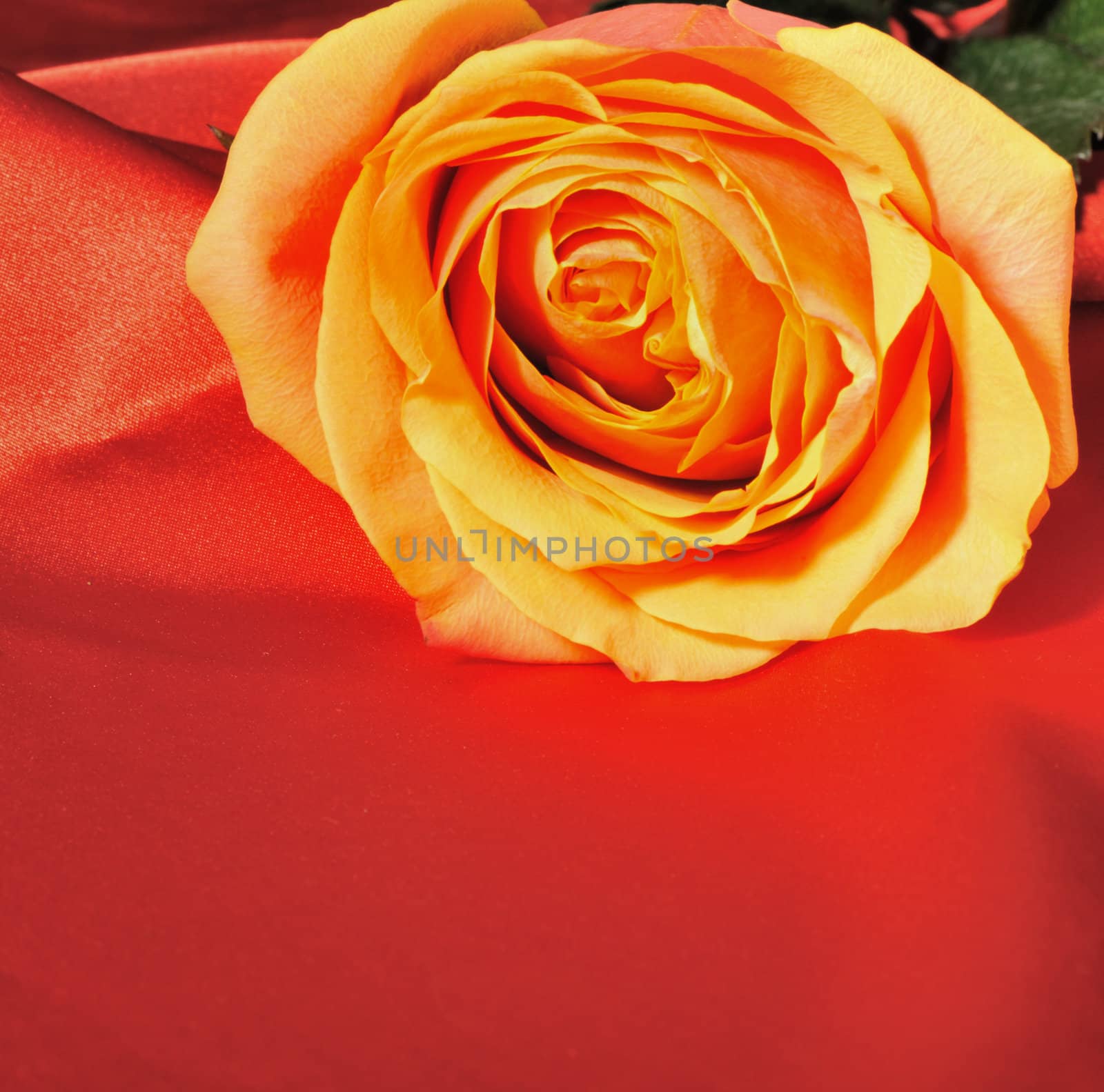 Rose on red silk. The detailed photo of a blossoming flower